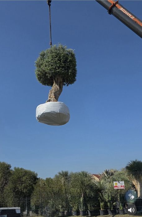 Drzewo oliwne, Olea Europaea ,oliwka
