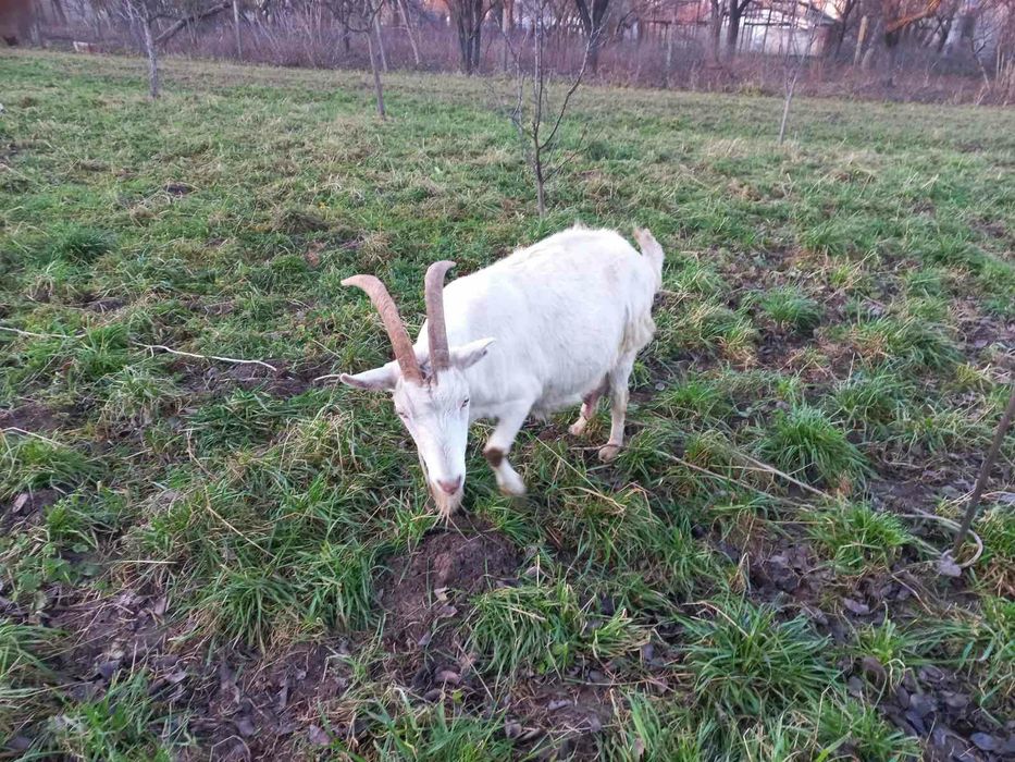 Продаються молочні кози і козенята