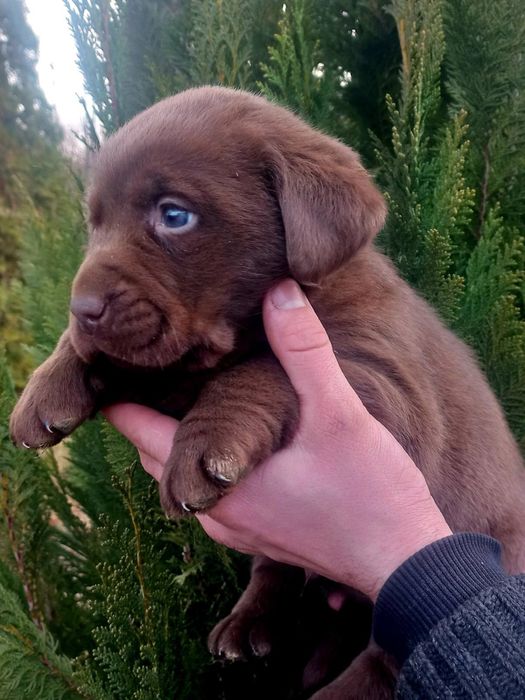 Лабрадор Ретривер