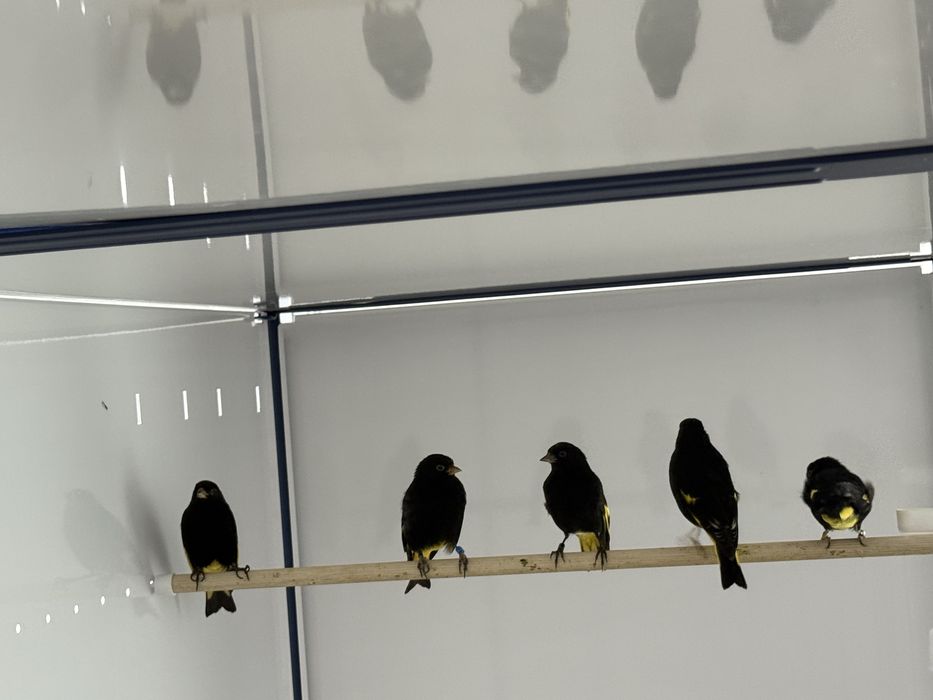 Negritos Bolivia  “Atrata”2  machos