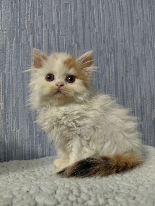 Хайленд страйт котёнок
