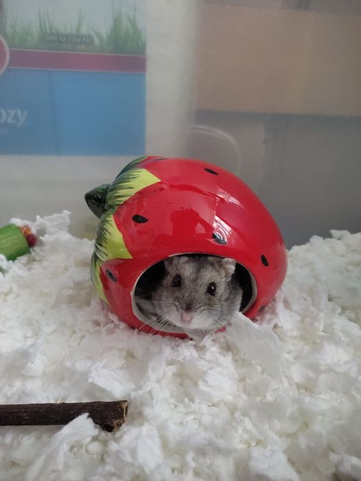 Casa de cerâmica hamster chinchila ouriço pequenos animais ENVIOGRÁTIS