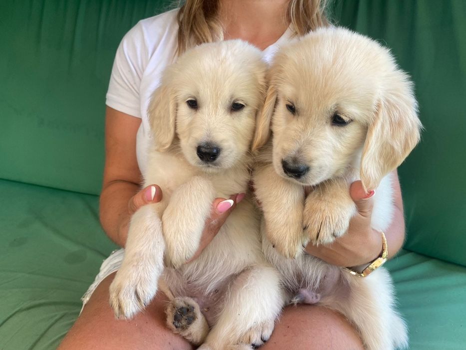 Golden Retriever Szczeniak Możliwy paszport!!!