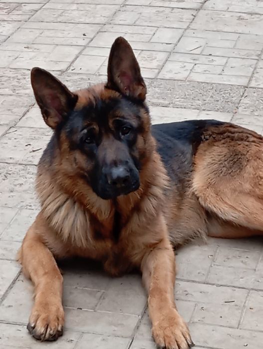 Для ценителей качества щенки нем овчарки