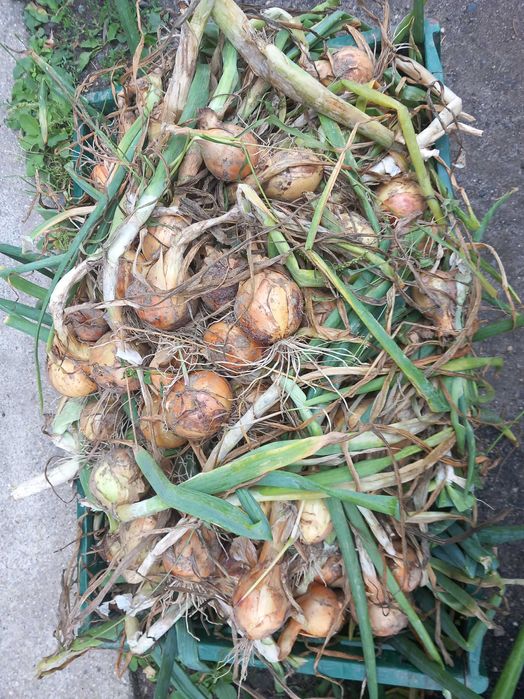 Cebula bez oprysków na oborniku końskim