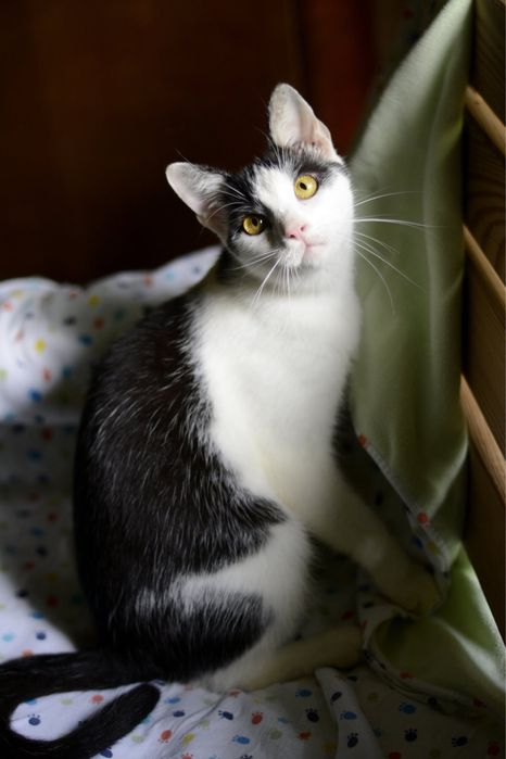 Pokochaj i Przygarnij Zuźka