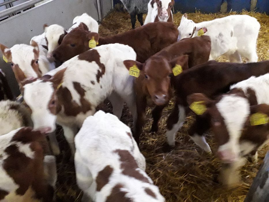 Cielęta, cielaki, byczki oraz jałówki mięsne, MM,MS,HF transport