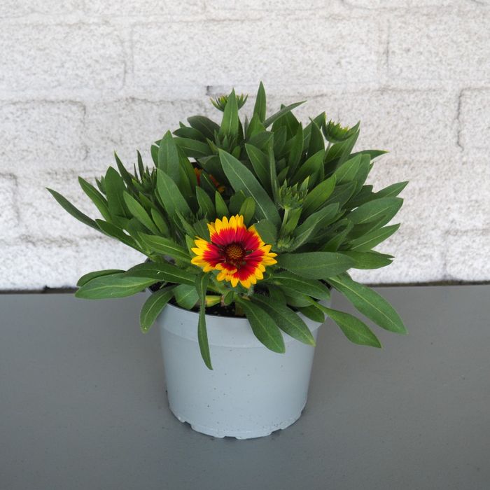 Gailardia Guapa Tango Bicolor 2L