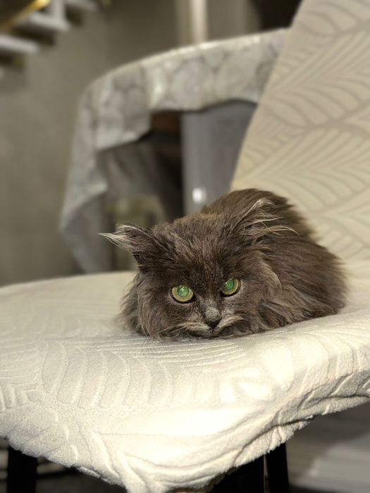 Кошеня, Дівчинка