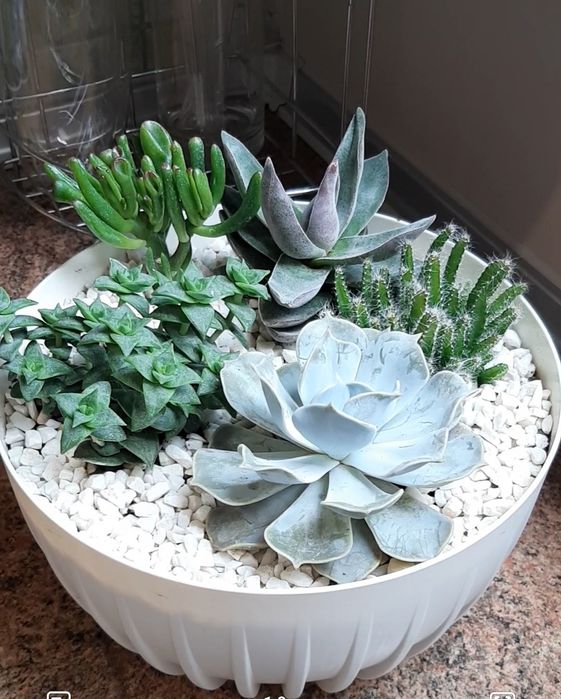 Donica Misa Lamela Mira 24 cm 2 sztuki