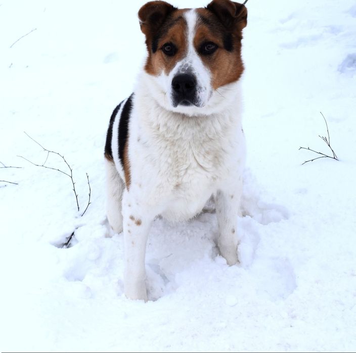 Laki,duży cudowny pies