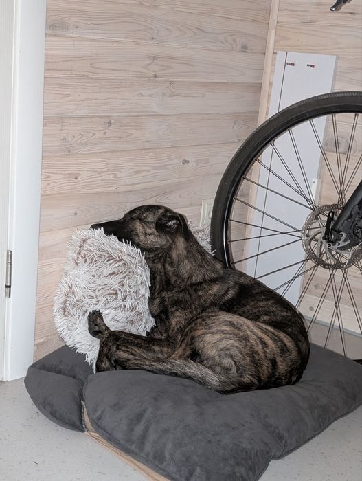 Дівчинка метис в сімʼю