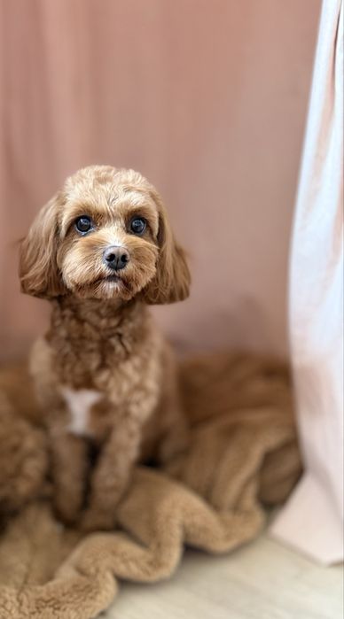 Piesek cavapoo f1b