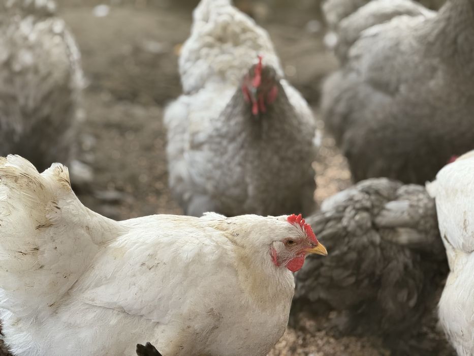 Кури кохінхін пара