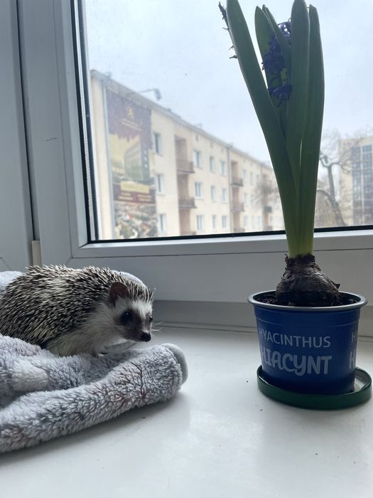 Opieka nad zwierzętami, petsitter/ Domowy hotel dla zwierząt