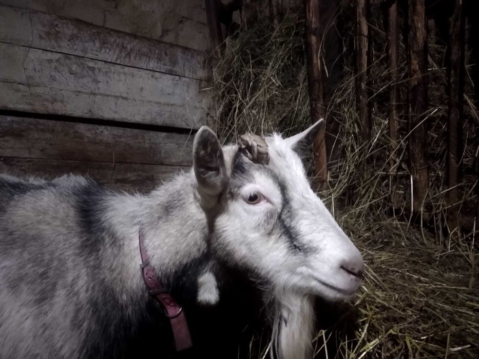 Продам козу дійну разом з козеням(козлик)