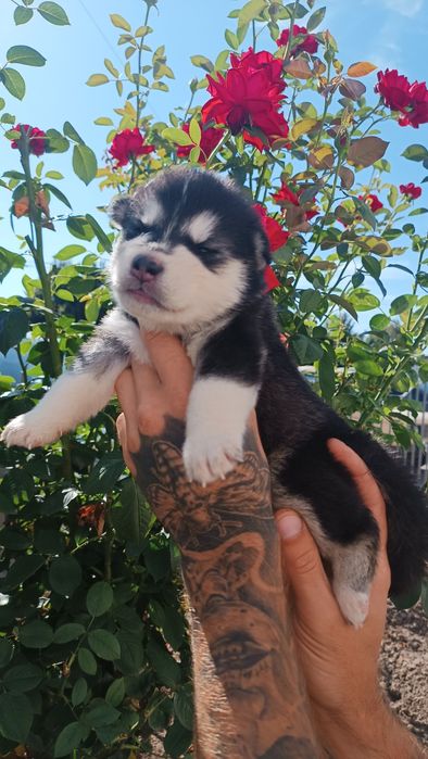 Перспективні ростуть хаски