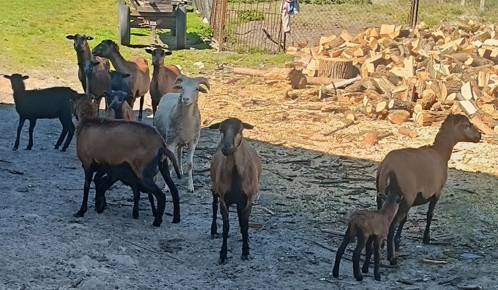 Owce kameruńskie na sprzedarz