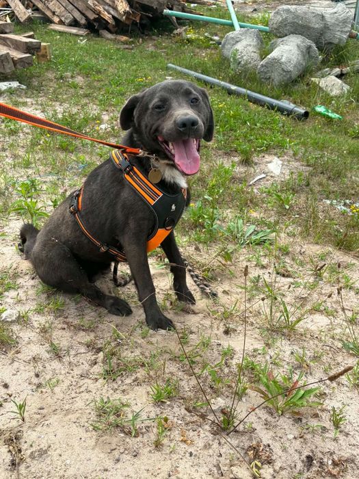 Śliczny psiak do adopcji..oddam za pies za darmo. Adopcja