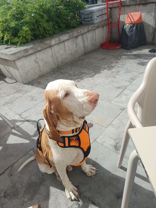 Dog Walking / Petsitting