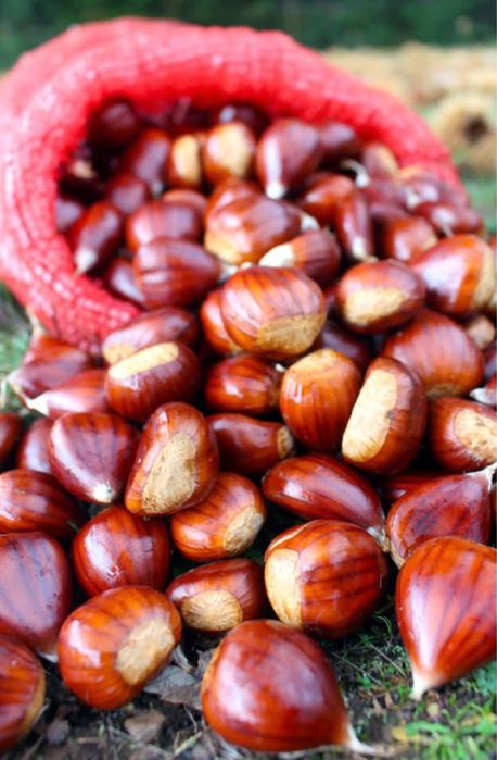 Castanhas na Guarda