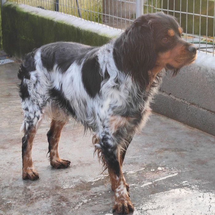Epagneul  Breton com lop e afixo