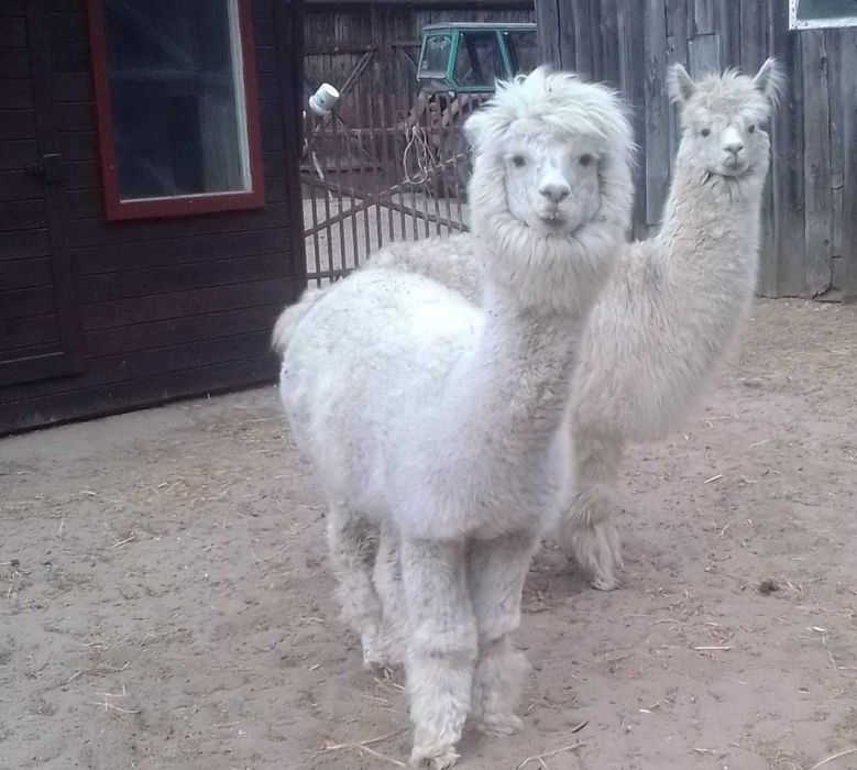 Alpaki sprzedam.