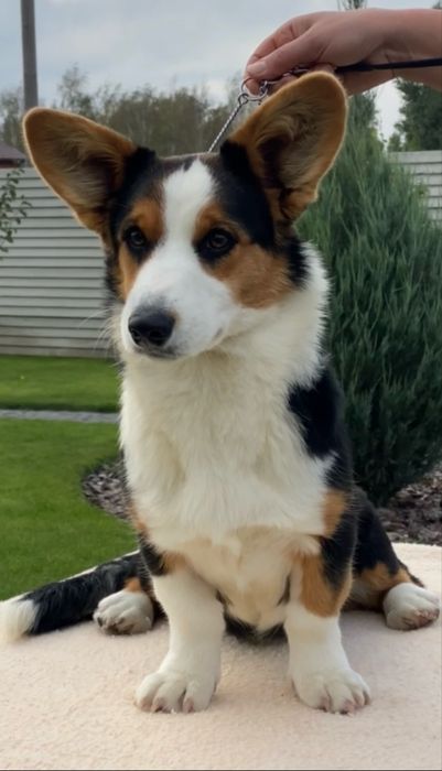 Вельш коргі кардиган