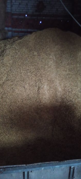 Owies bingo 1 rok po centrali na paszę, zamiennik pellet