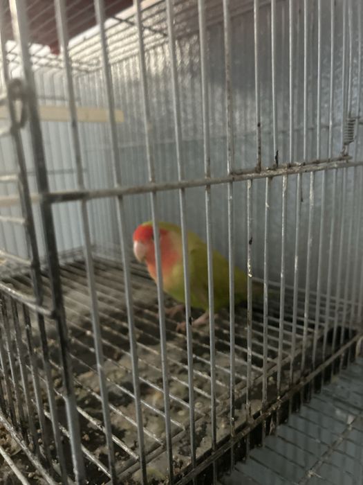 Agaporni e Periquita Inglesa