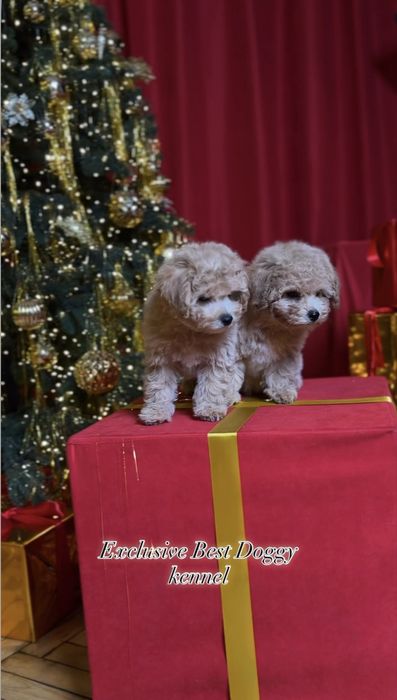 SUPER VIP яркие кукольные щенки мальтипу. Мальтипу. Щенок