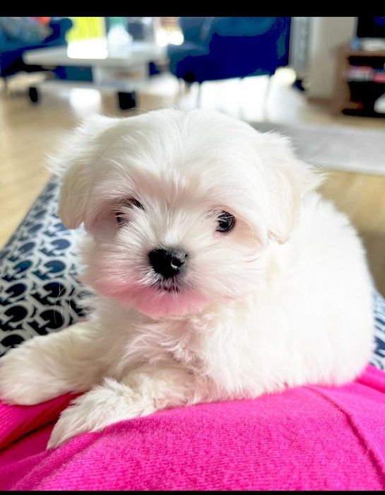 Szczeniaczki rasy Maltańczyk p. ZkWP