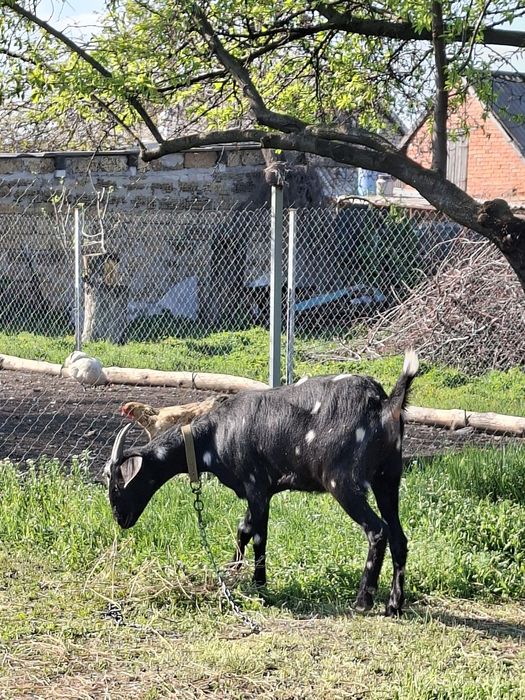 Продам молоду козу