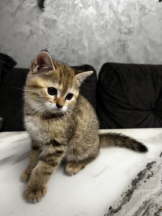 шотландські кошенята