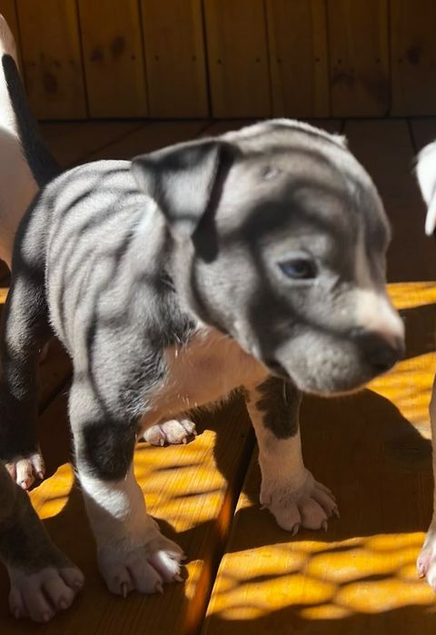Стаффордширский терьер