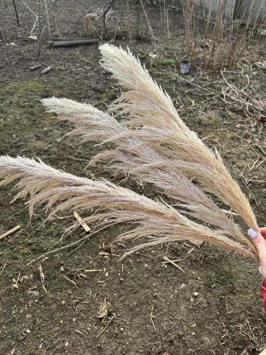 Пампасна трава, кортадерія сухоцвіт, кортадерия