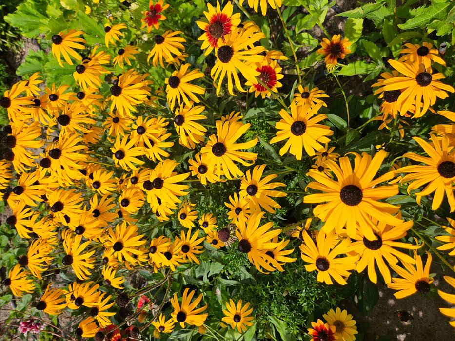 Nadwyżki kwiatów ogrodowych