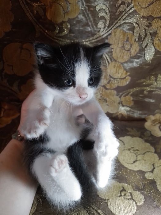КОТЯТА МЕТИСЫ  в добрые руки