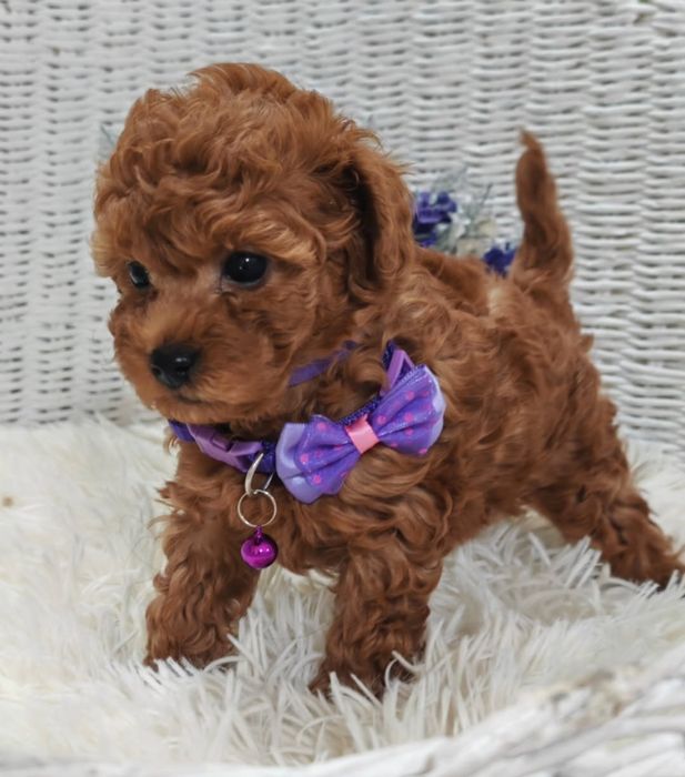 Малиш той.   пудель ред браун