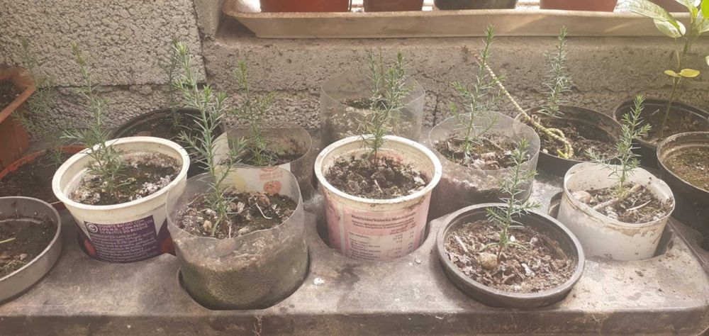 Vendo plantas de cipreste