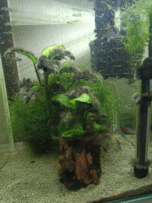 Aquário aquael 30 LT completo