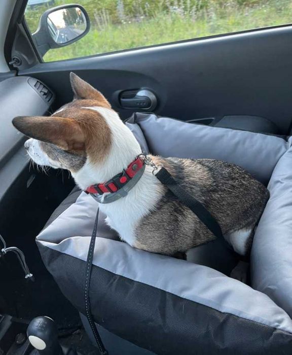 Transporter fotelik samochodowy legowisko dla psa kota zwierzaka 55x55