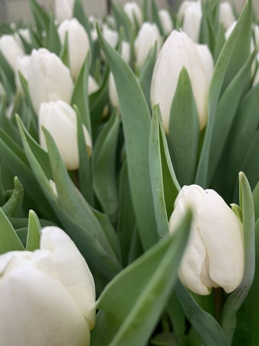 Продам луковицы галанского тюльпана