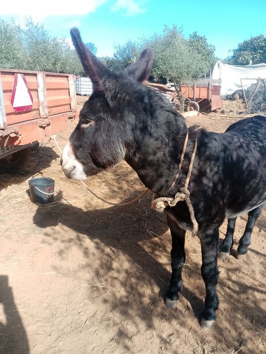 Burro    inteiro