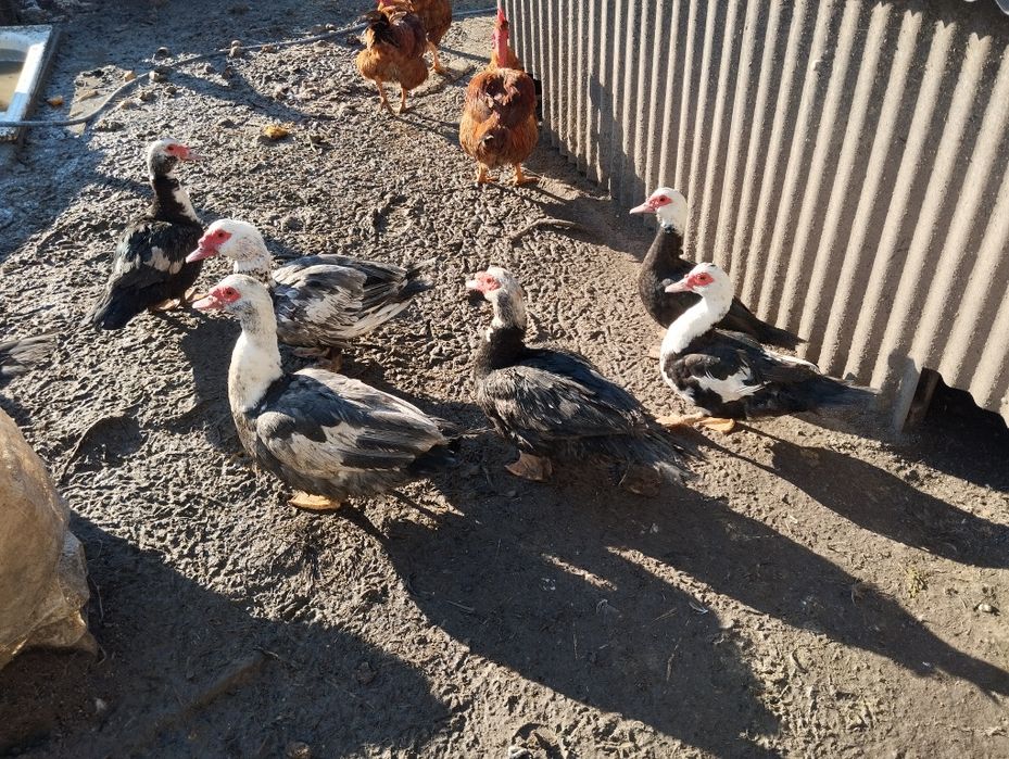 Vendo patos e fêmeas adultas prontas a fazer criação