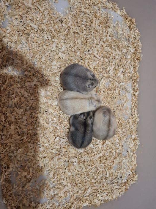 Chomik dżungarski chomiki dżungarskie młodziutkie