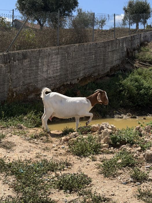 Cabras boer para venda
