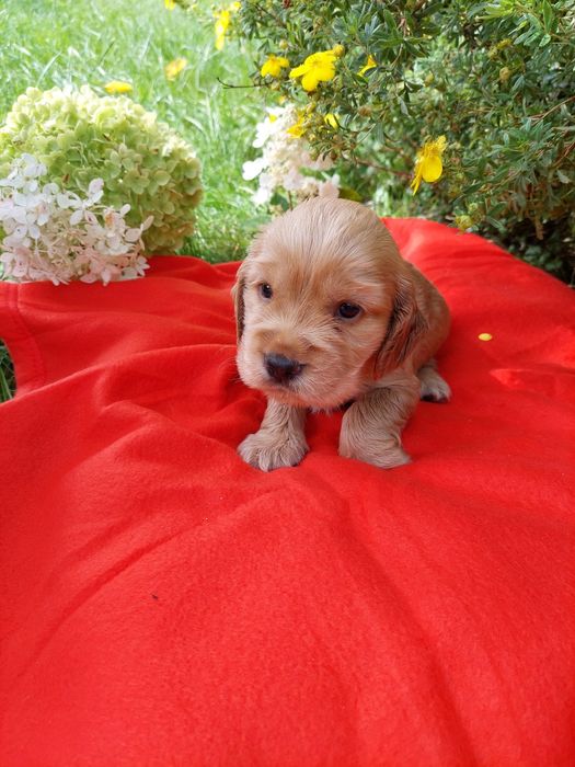 Cocker Spaniel Angielski