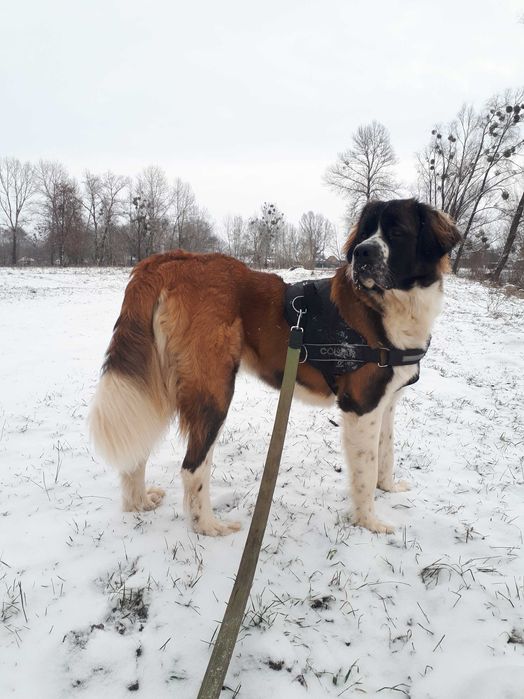 Московська сторожева