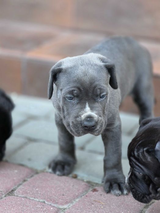 Pies Cane Corso